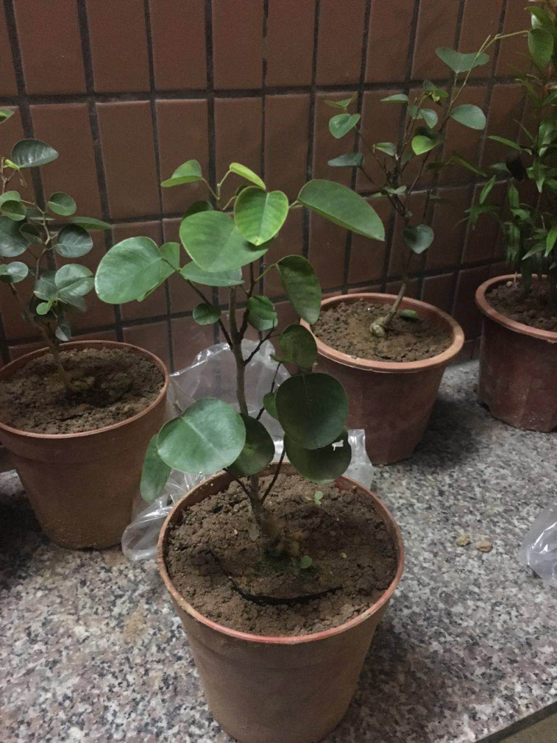 紫檀