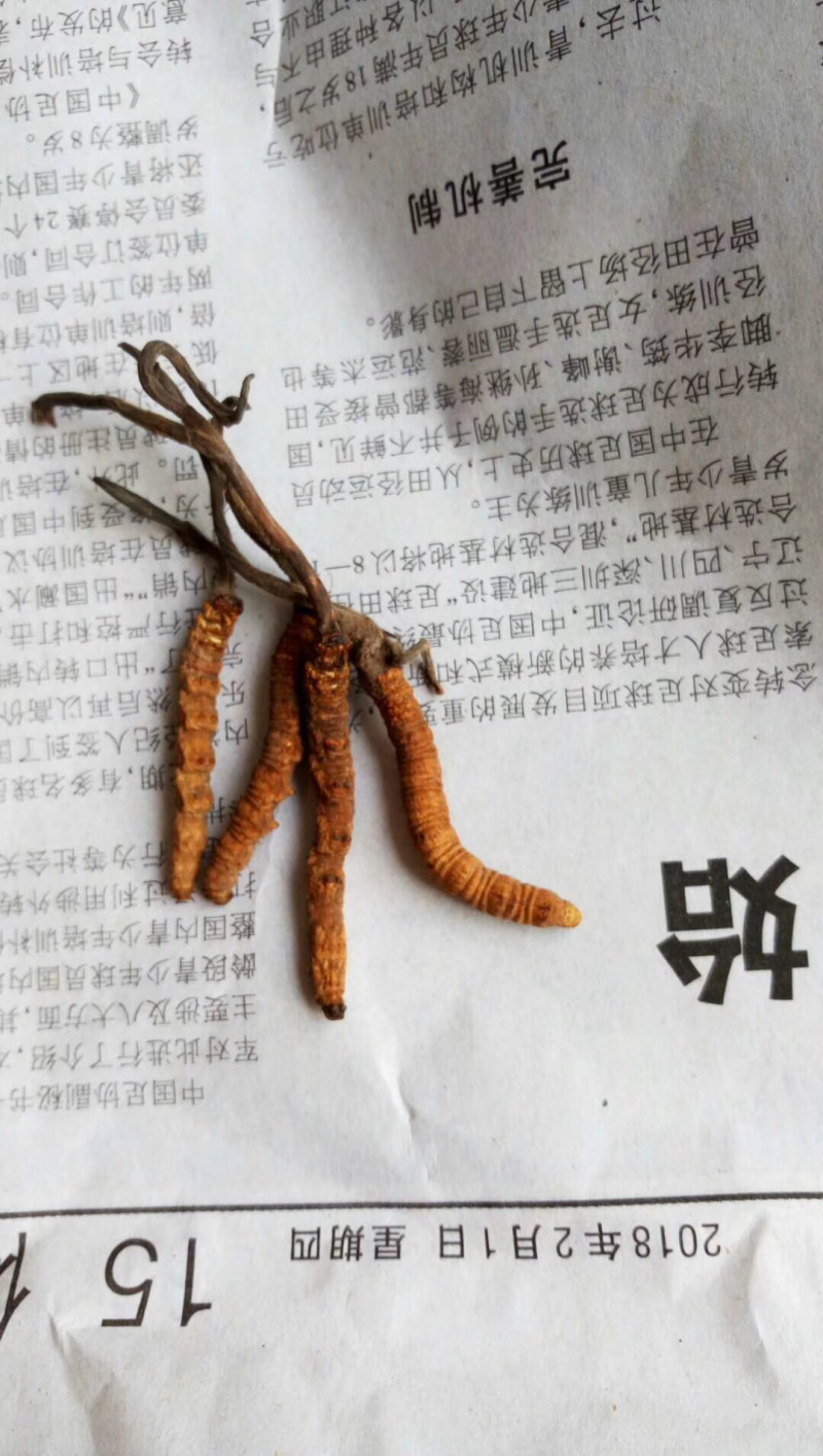 冬虫夏草
