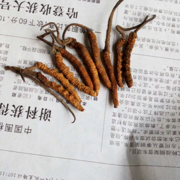 冬虫夏草