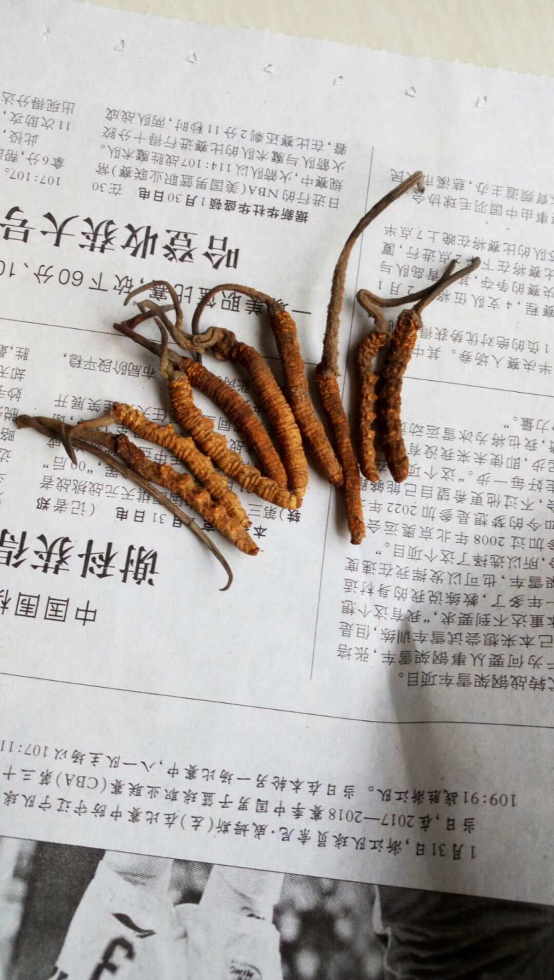 冬虫夏草
