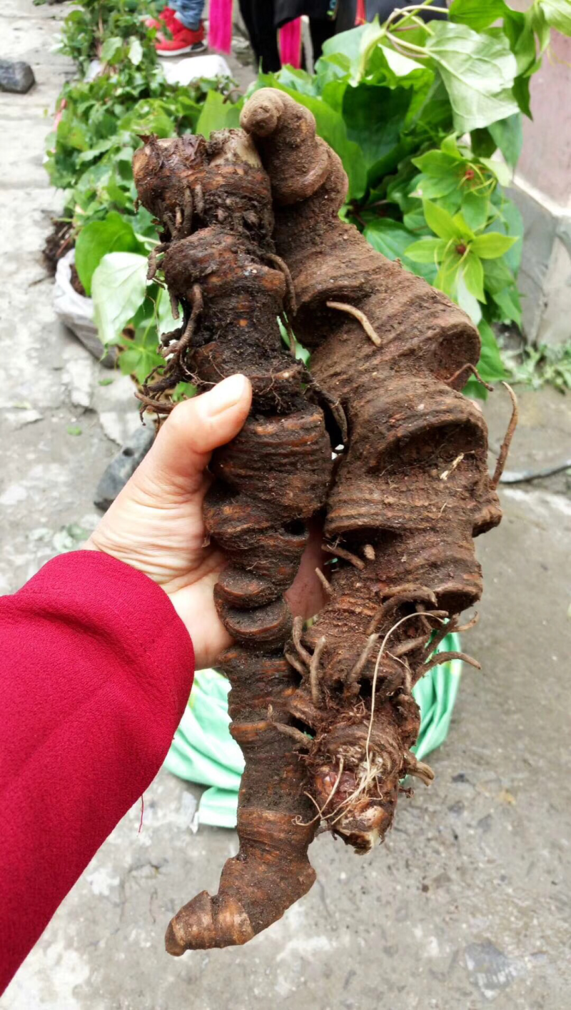 野生重楼。