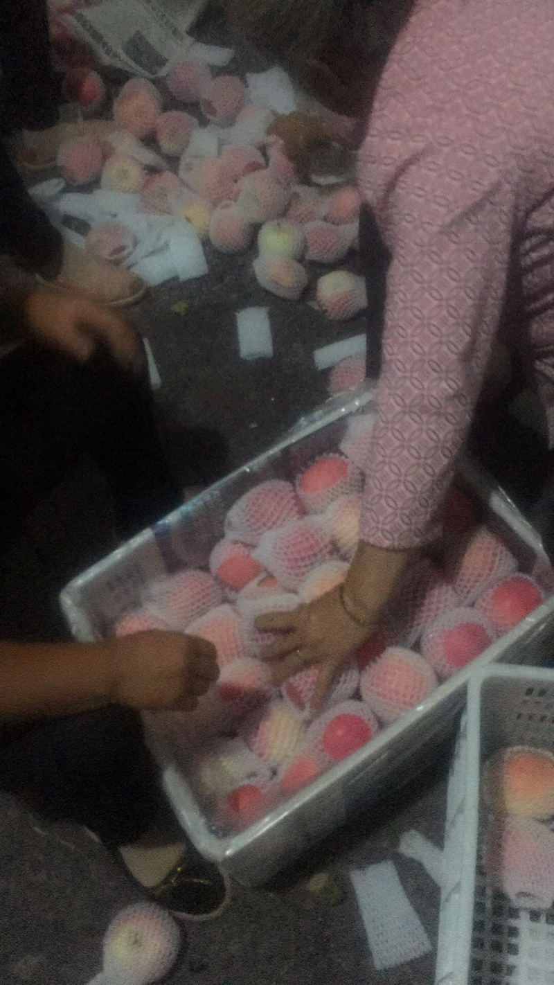 昭通丑苹果以车为单位