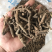 仙茅