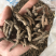 仙茅