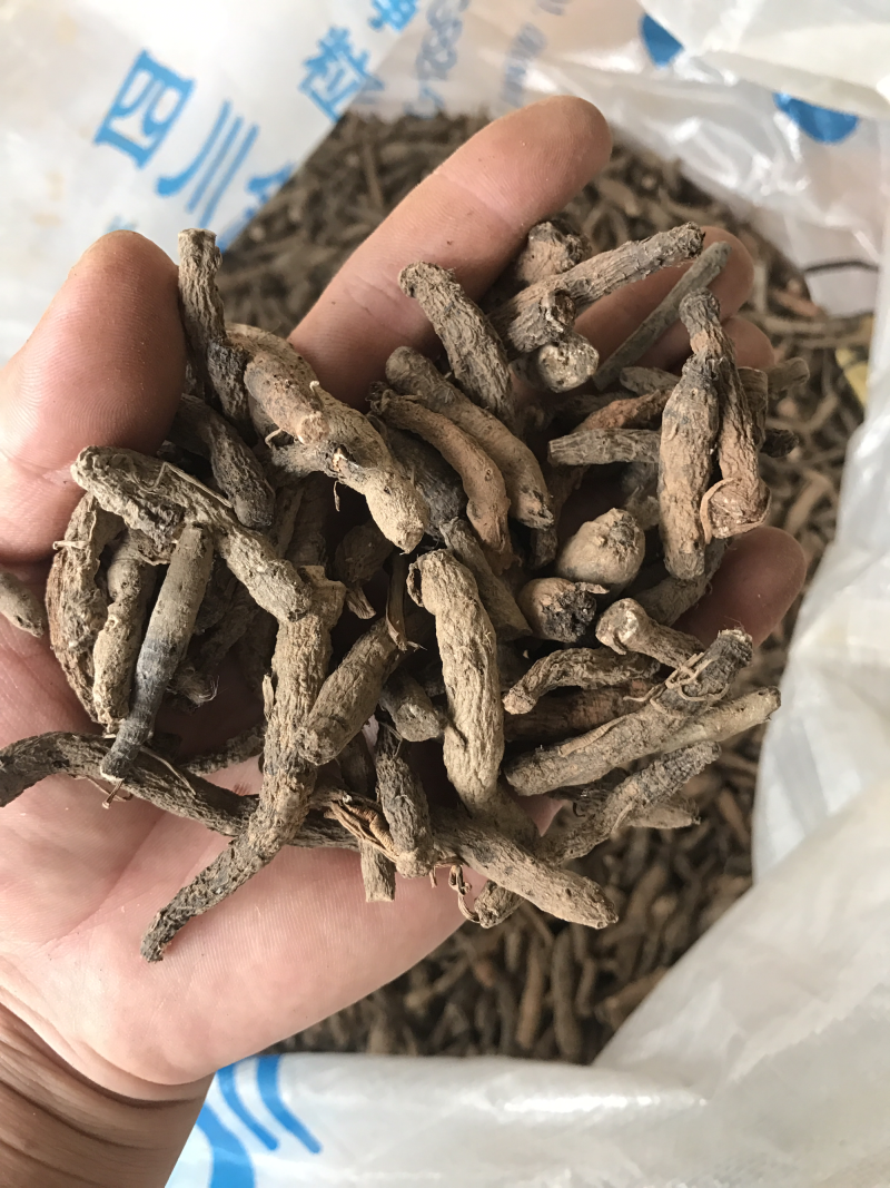 仙茅