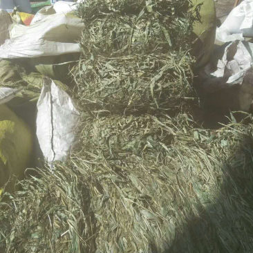 淡竹叶