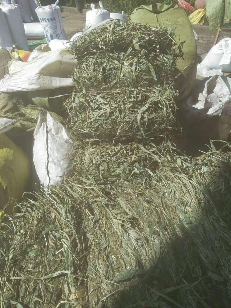 淡竹叶