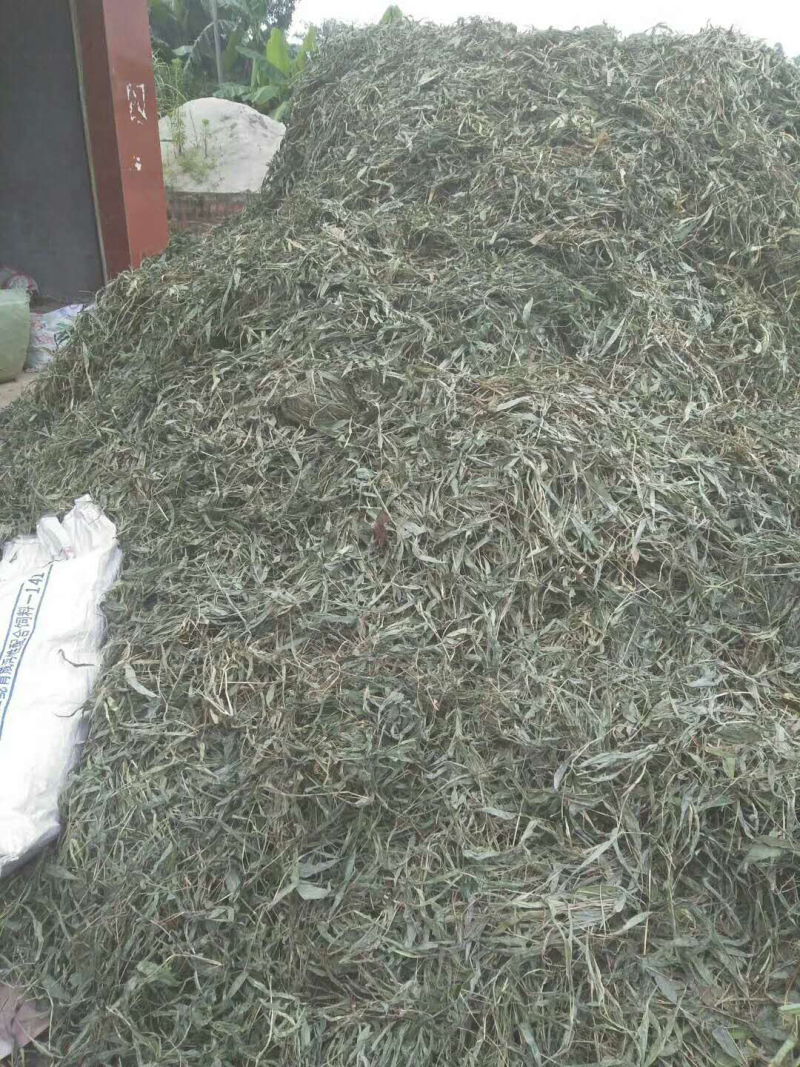 淡竹叶