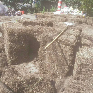 金钱草