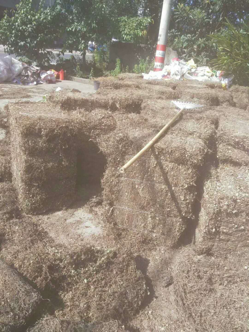 金钱草