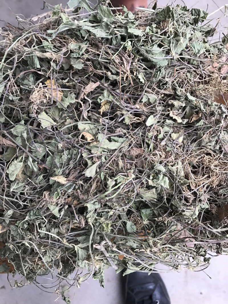 积雪草