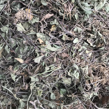积雪草