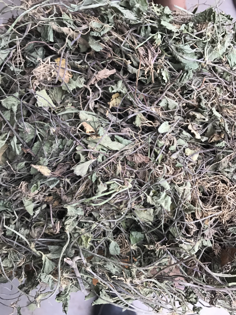 积雪草