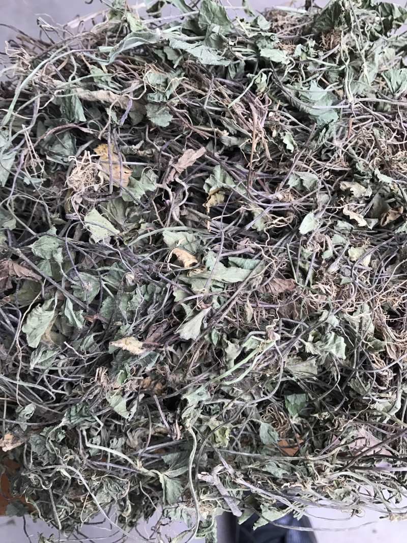 积雪草