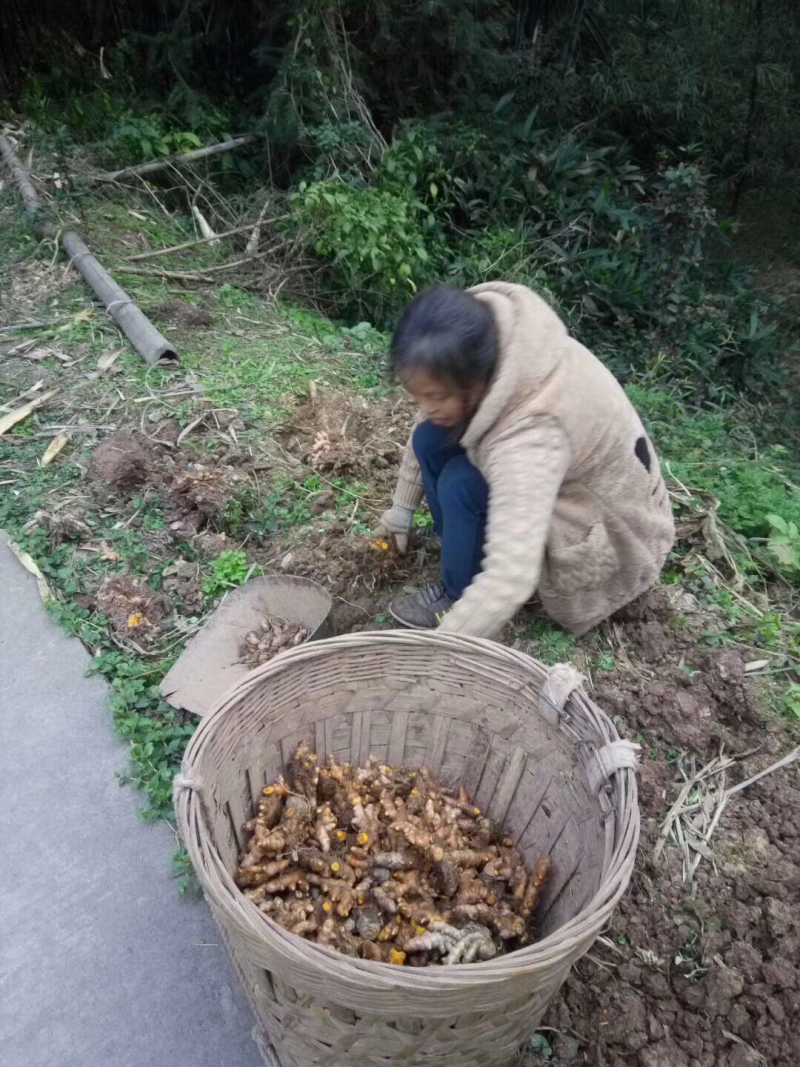 姜黄