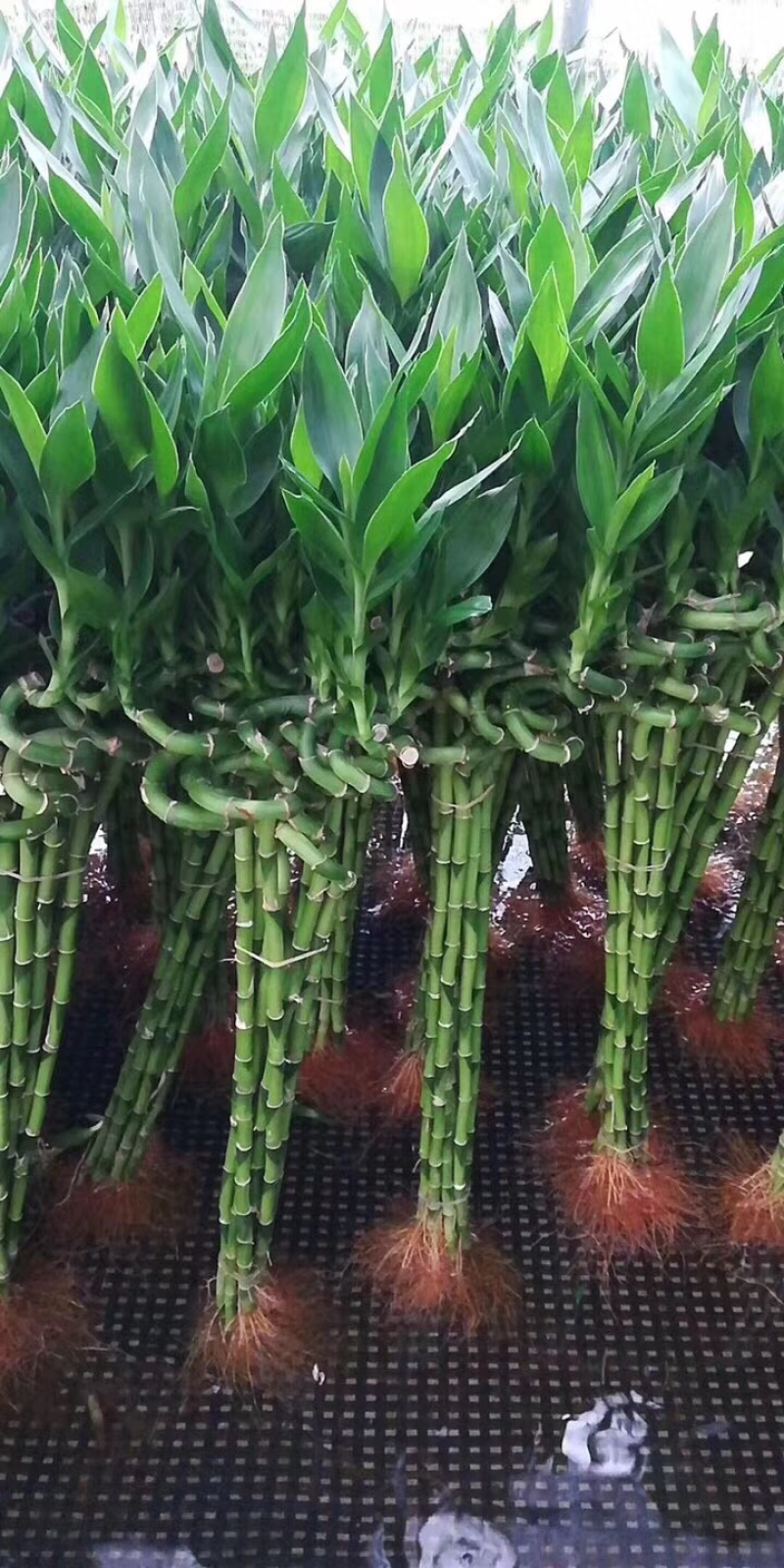 转运竹带根水培绿植办公桌小盆栽水养