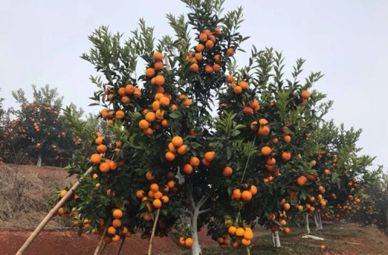 柑橘苗定值苗一公分至两公分，基地现挖