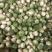 孢子甘蓝，精品，小郭特菜