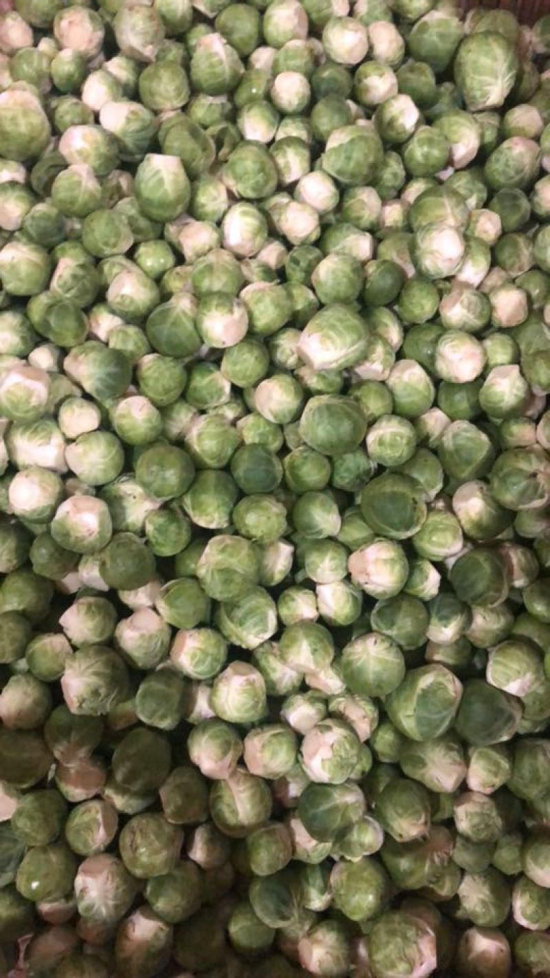 孢子甘蓝，精品，小郭特菜
