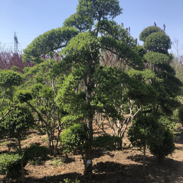 造型女贞艺术作品，高档小区及公园景观绿化用苗