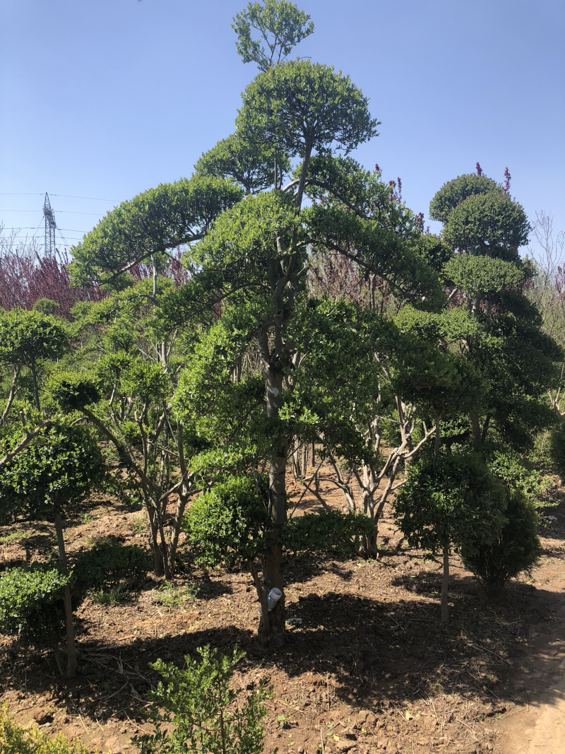 造型女贞艺术作品，高档小区及公园景观绿化用苗