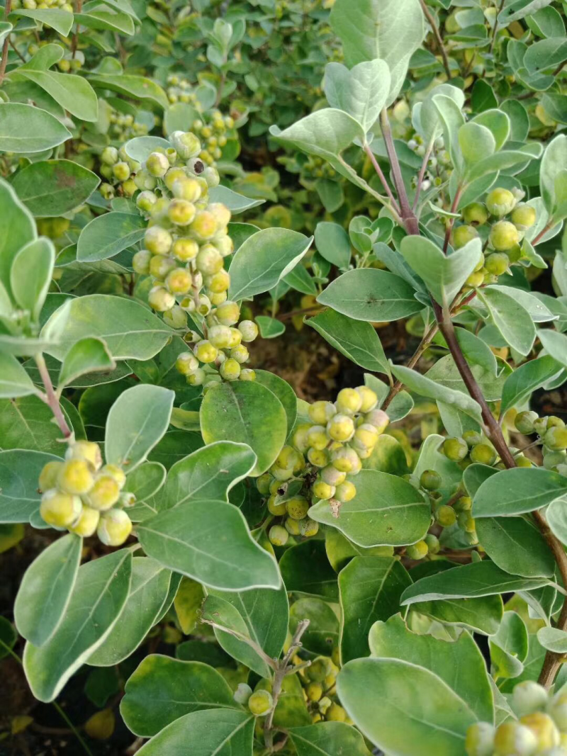 蔓荆子苗蔓荆子枝条