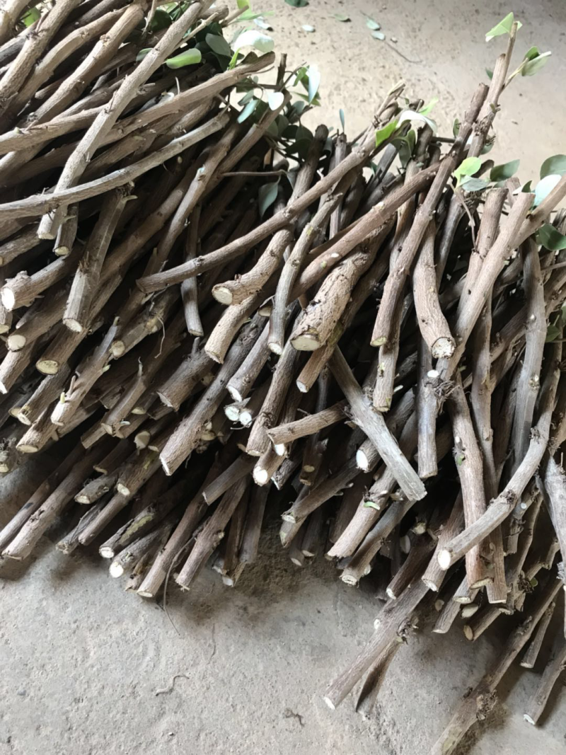 蔓荆子苗蔓荆子枝条