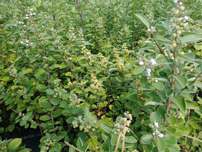 蔓荆子苗蔓荆子枝条