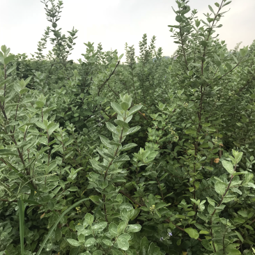 蔓荆子苗蔓荆子枝条
