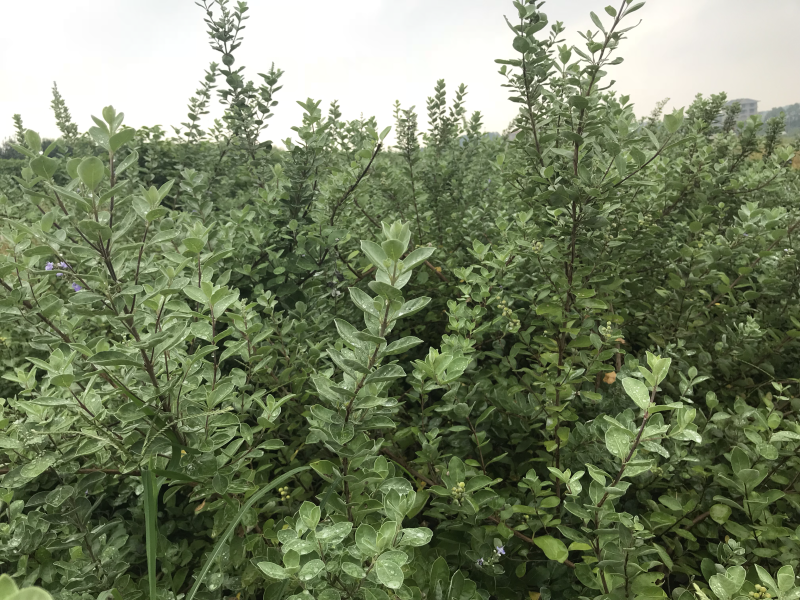 蔓荆子苗蔓荆子枝条