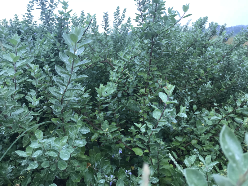 蔓荆子苗蔓荆子枝条