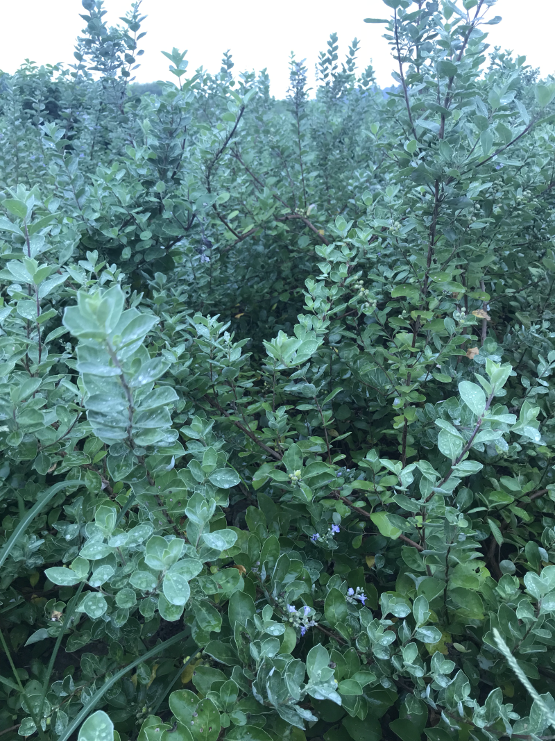 蔓荆子苗蔓荆子枝条