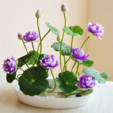 荷花睡莲花种碗莲种子盆栽水培绿植水培花卉种子四季播种