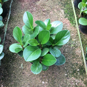 豆瓣绿青叶碧玉一盆6株基地苗圃直销一件起批量大从优