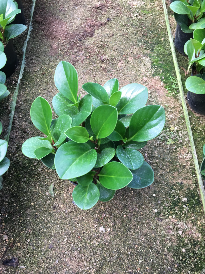 豆瓣绿青叶碧玉一盆6株基地苗圃直销一件起批量大从优