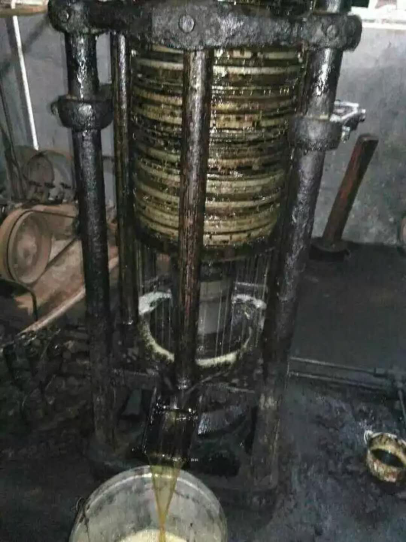 野生山茶籽。山茶油