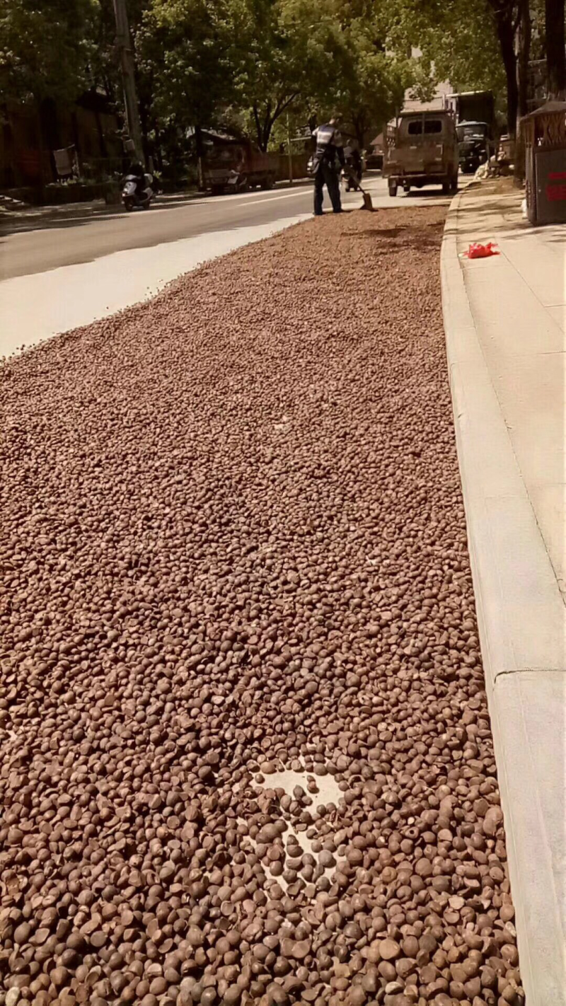 野生山茶籽。山茶油