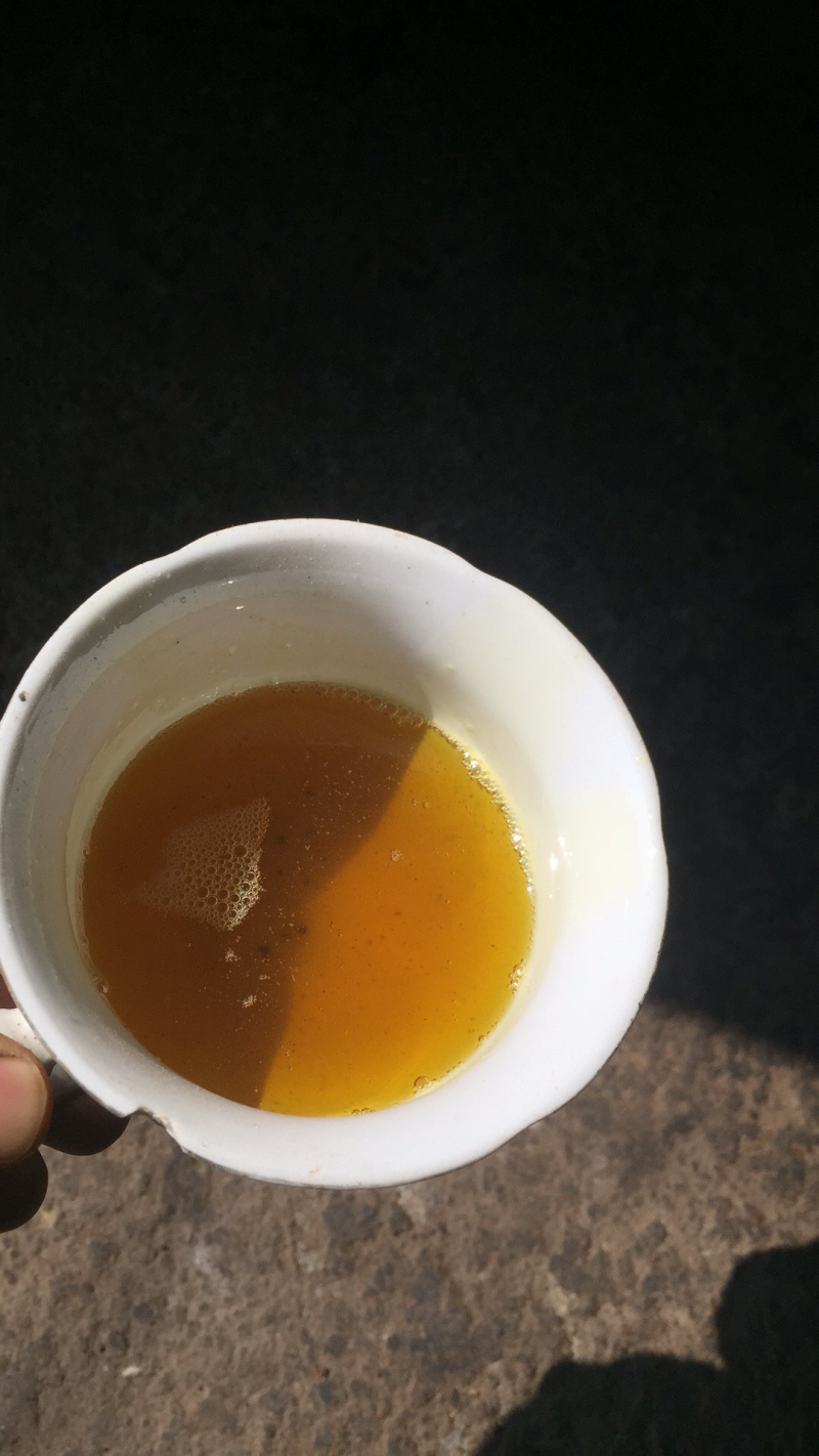 野生山茶籽。山茶油