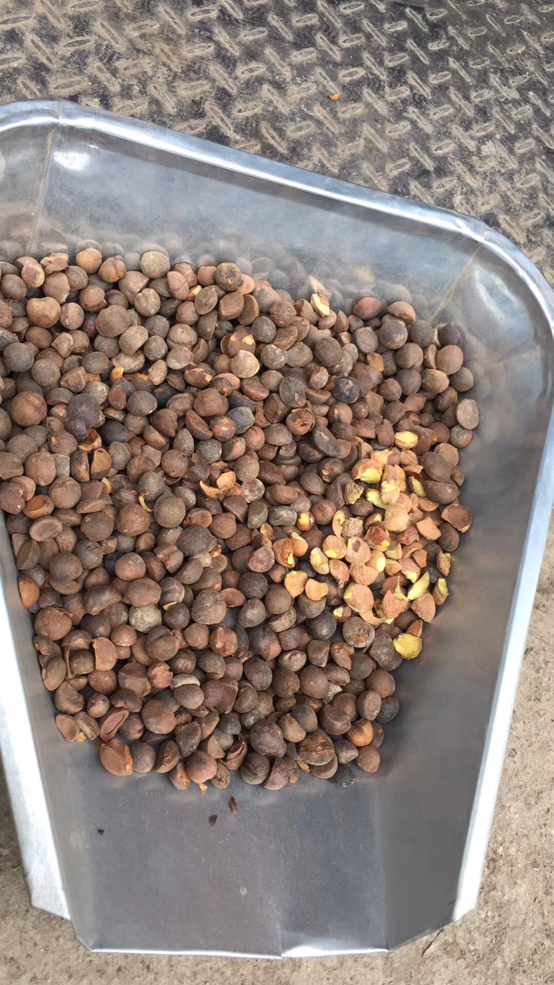 野生山茶籽。山茶油