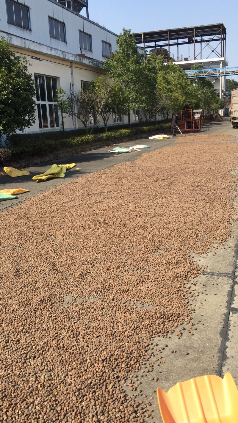 野生山茶籽。山茶油