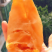 鱼胶花胶陈年特大鸡蛋胶
