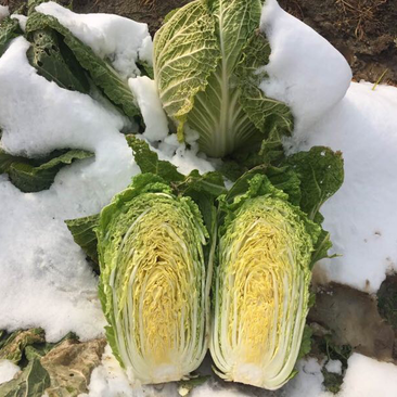 越冬白菜种子～耐寒性强，抗病性好