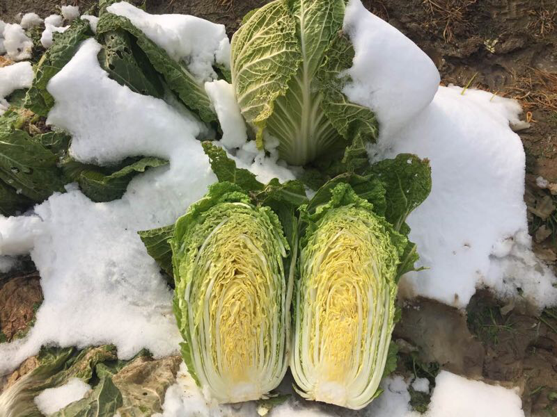 越冬白菜种子～耐寒性强，抗病性好