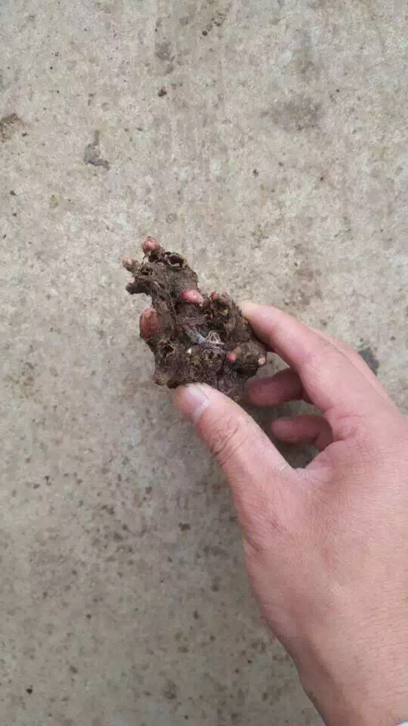 白芍芽头，山东菏泽芍药基地，芍药育苗基地