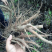 白芍芽头，山东菏泽芍药基地，芍药育苗基地