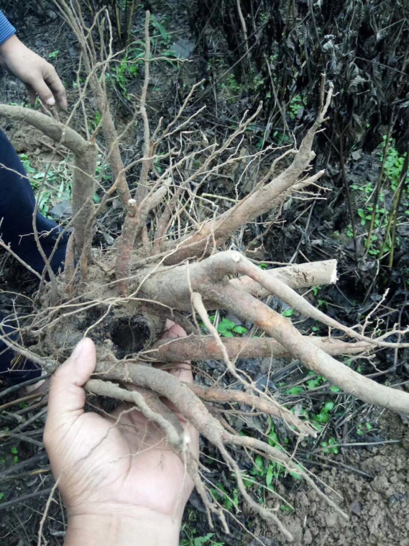 白芍芽头，山东菏泽芍药基地，芍药育苗基地