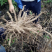 白芍芽头，山东菏泽芍药基地，芍药育苗基地