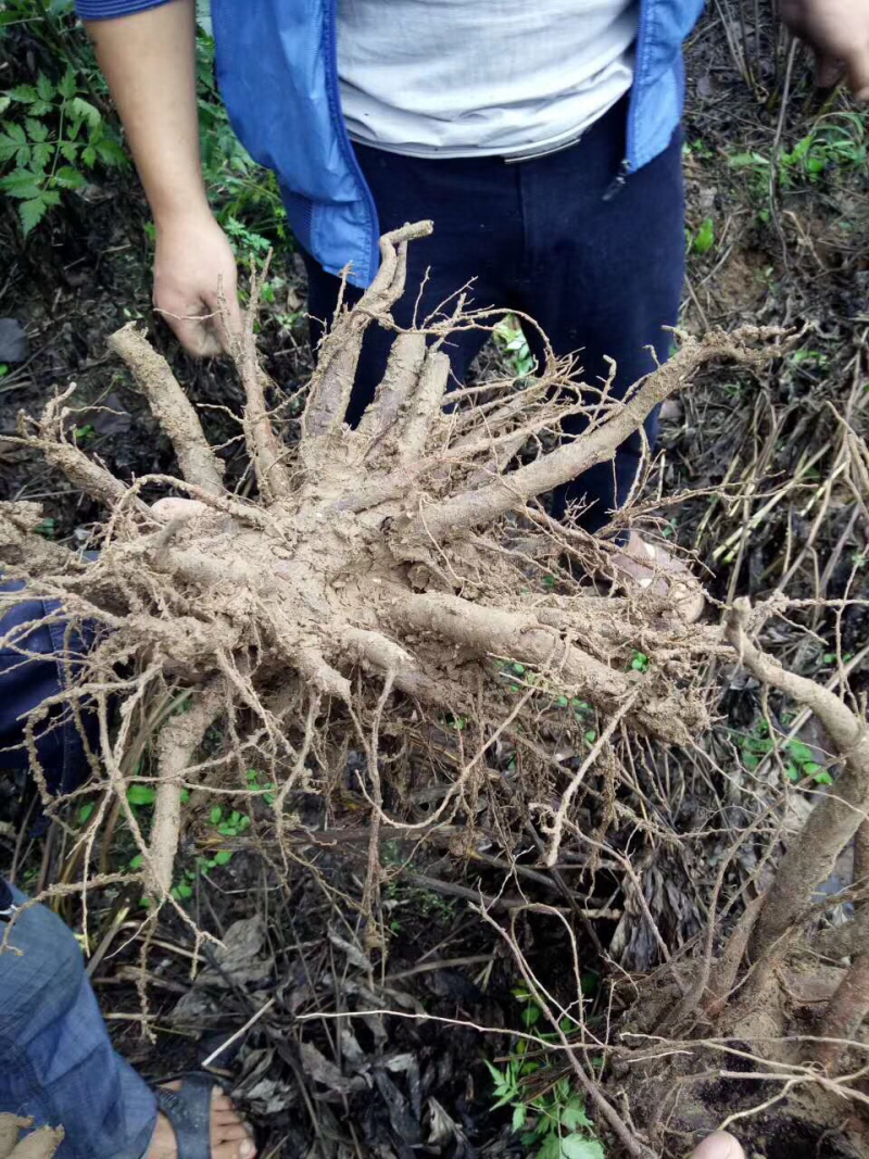 白芍芽头，山东菏泽芍药基地，芍药育苗基地