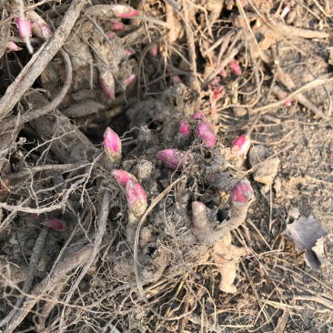 白芍芽头，山东菏泽芍药基地，芍药育苗基地