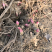 白芍芽头，山东菏泽芍药基地，芍药育苗基地